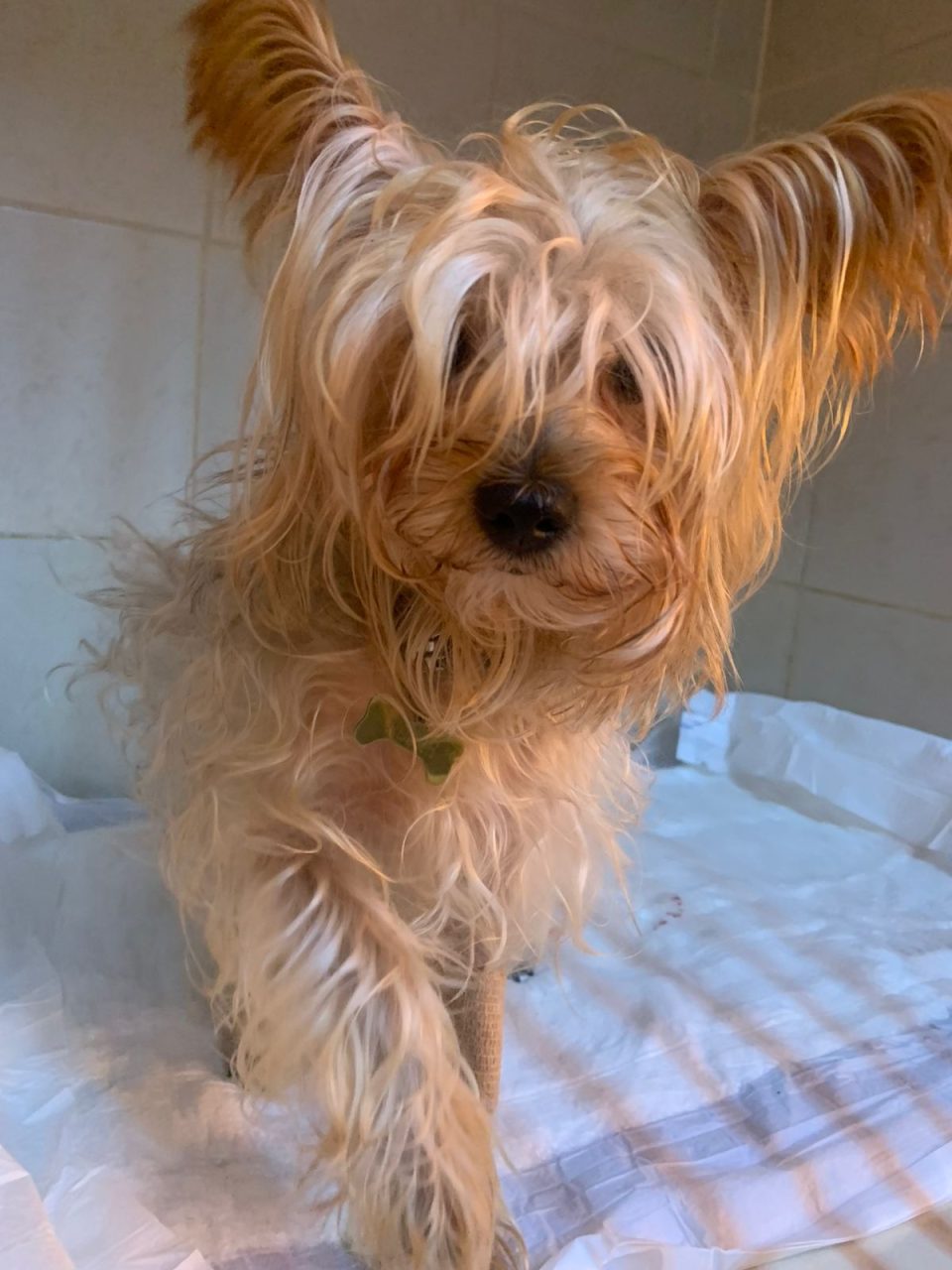 Foto